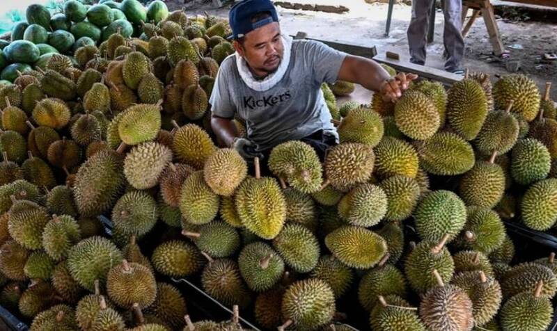 馬來西亞爭取「國家水果」爭吵不斷，除了引發鄰國印尼的不滿，在馬來西亞國內也話題不斷。（路透）