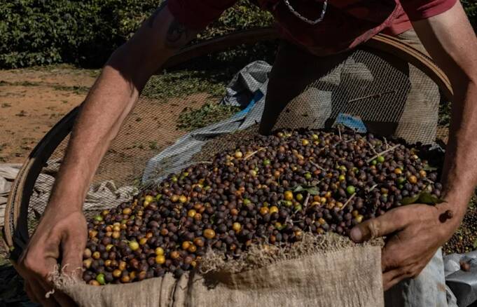 巴西是世界上最大的阿拉比卡咖啡豆生產國，但隨著氣候變遷導致阿拉比卡咖啡豆的種植難度加大，一些農民開始投資種植羅布斯塔咖啡豆。（彭博）