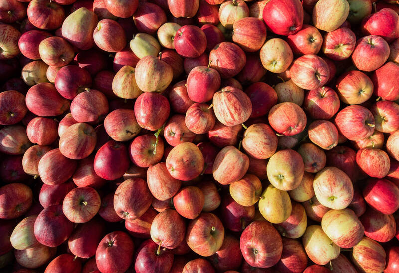 蘋果示意圖。（彭博資料照）