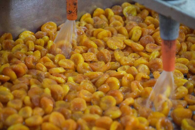 全球杏桃乾供應量短缺，價格飆漲。（法新社）