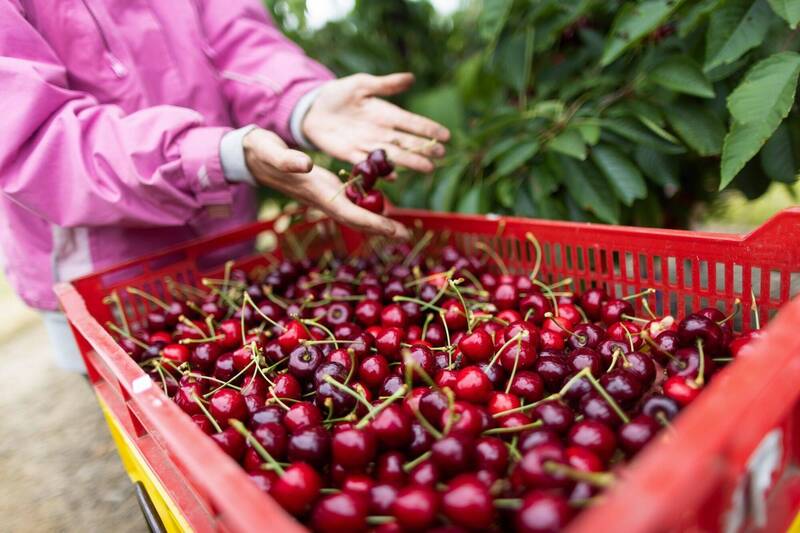 櫻桃甜甜價狂嗑2萬噸！台灣去年進口量激增逾5成好驚人