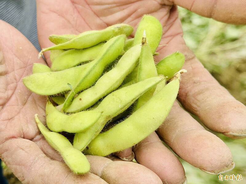 台灣毛豆品質好。（資料照）