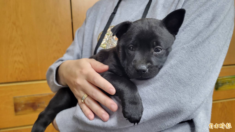 店家分享當天迎來1隻狗狗新成員台語音也是「19」。（記者王姝琇攝）