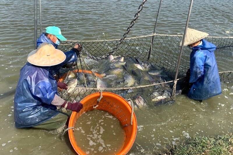 台南的台灣鯛養殖890公頃全國最多。（記者楊金城攝）