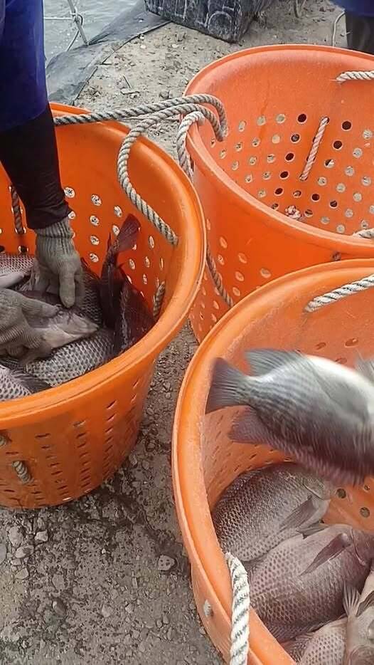 養殖業者希望政府盡快協助大規格在池魚去化。（民眾提供）