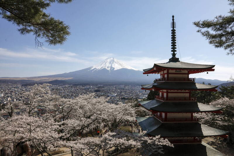 日本山梨縣富士吉田市的新倉山淺間公園是知名的賞櫻景點，不過官方宣布，由於過度旅遊問題，今年將停辦櫻花祭。（歐新社）