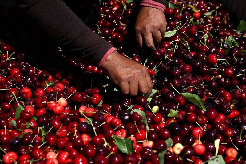 智利櫻桃開始拓展中國以外的市場，美國是其中之一。示意圖。（法新社）