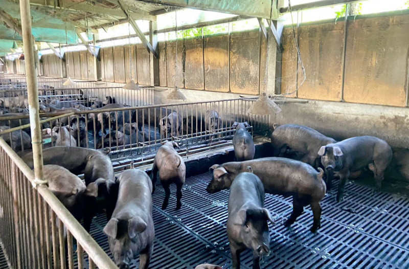 桃園市以飼養黑毛豬為大宗。（農業局提供）
