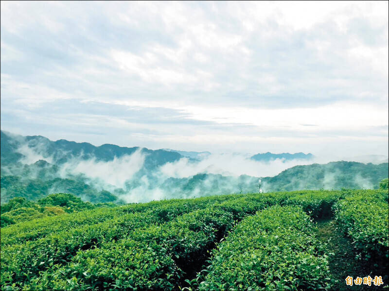 政院談判團隊成功爭取我國輸美主要的原料茶葉紅茶、綠茶豁免對等關稅。（資料照）