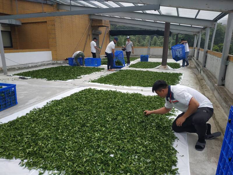 台灣茶葉成功爭取到輸美零關稅待遇。（資料照，茶改場提供）