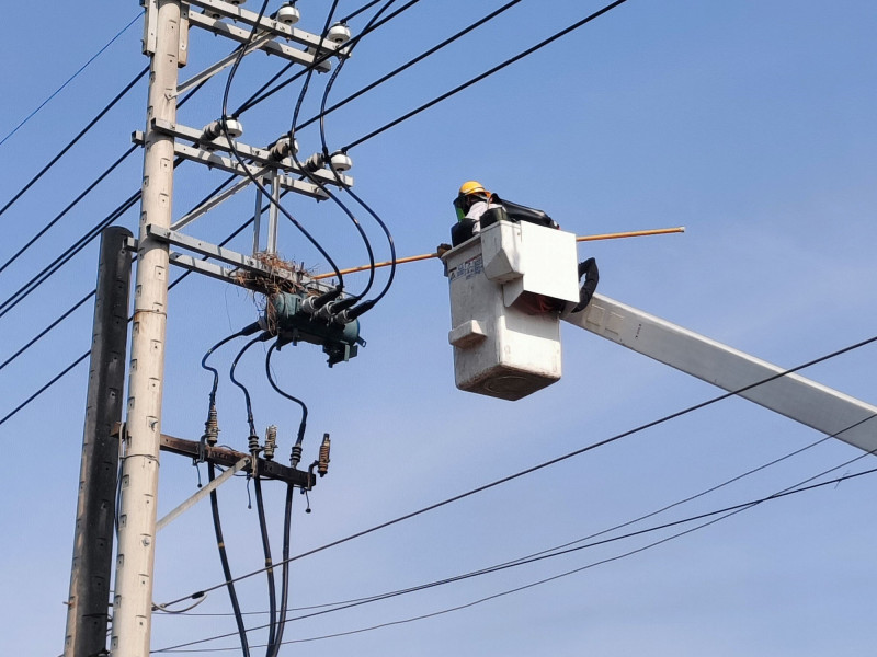 圖為台電人員進行鳥巢摘除作業。（資料照）