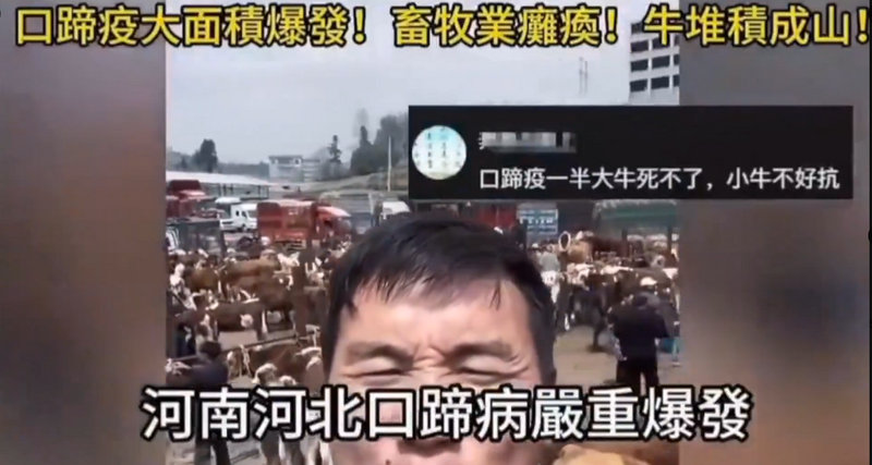 中國爆發南非1型口蹄疫，牛、豬、羊皆為易感染動物。（圖擷取自X平台）