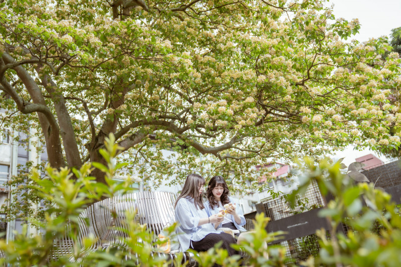 Hebe田馥甄也愛奶油黃花 大讚台電加羅林魚木好美