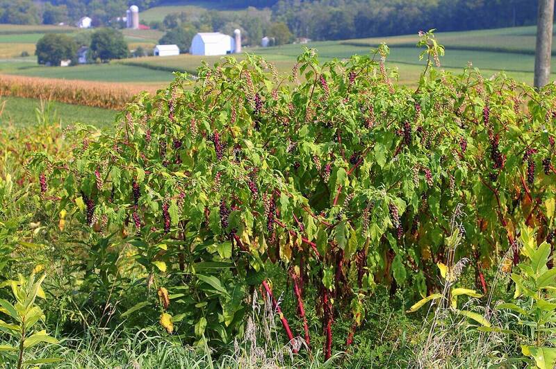 最新研究使從北美洲常見的原生植物「美洲商陸」中提取稀土金屬成為可能。（圖擷取自Wikipedia）