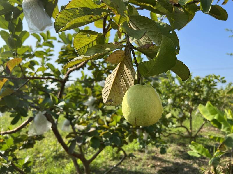 芭樂好貴！「這款」產地價每公斤飆破110元 果農阿北全說了