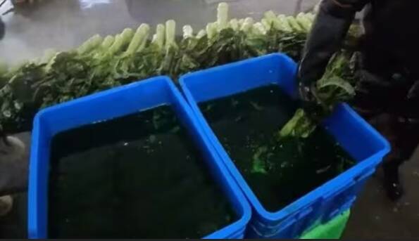 中國黑心毒蔬菜連環爆!染色萵苣泡在恐怖綠色液體中