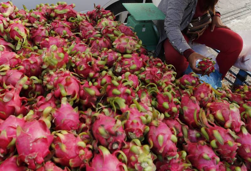 大訂單飛了！中國暫停進口越南火龍果