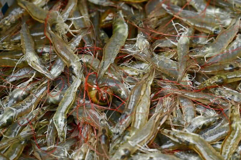 美對進口蝦啟動反傾銷調查 印尼等4國慘了