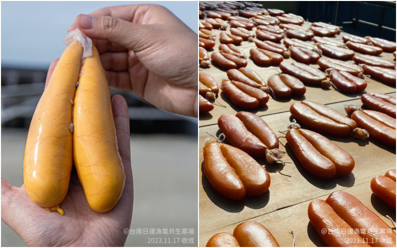 廢棄漁塭重生 漁電共生養殖業者：已收成2000斤烏金