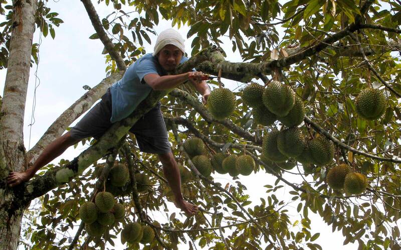 採榴槤賺很大  專業高手月薪上看13萬