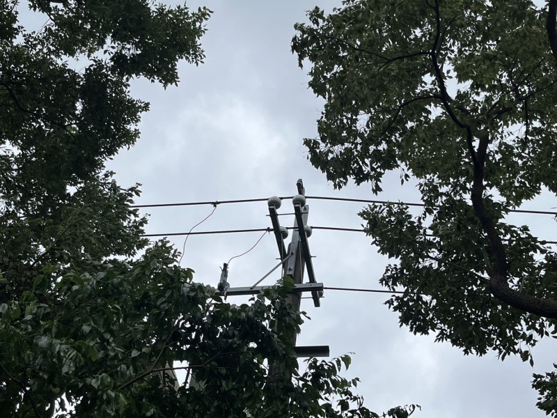 新北樹林電線上樹枝未移除？台電：6日已處理完成