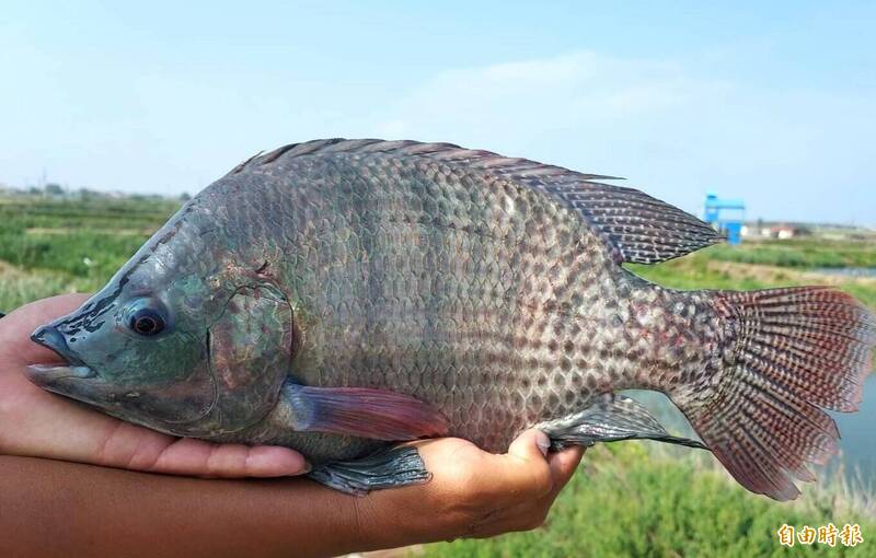 關稅20％台南蘭花台灣鯛受衝擊最大 業者：希望再談判降稅