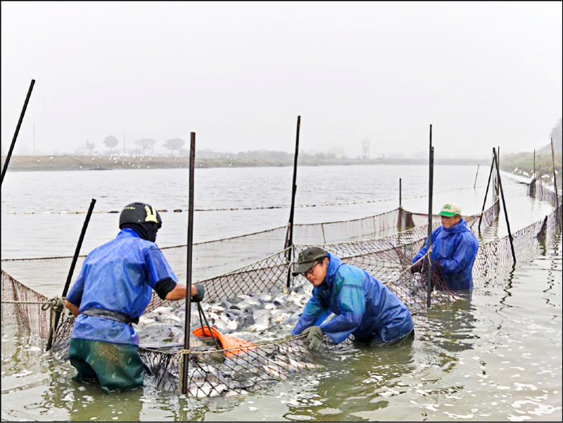 台灣鯛外銷具競爭力 業者籲勿唱衰