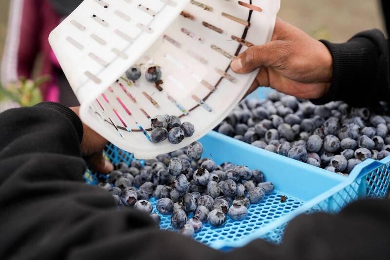 台灣1年掃貨藍莓量超驚人！「這國」也要搶進台市場