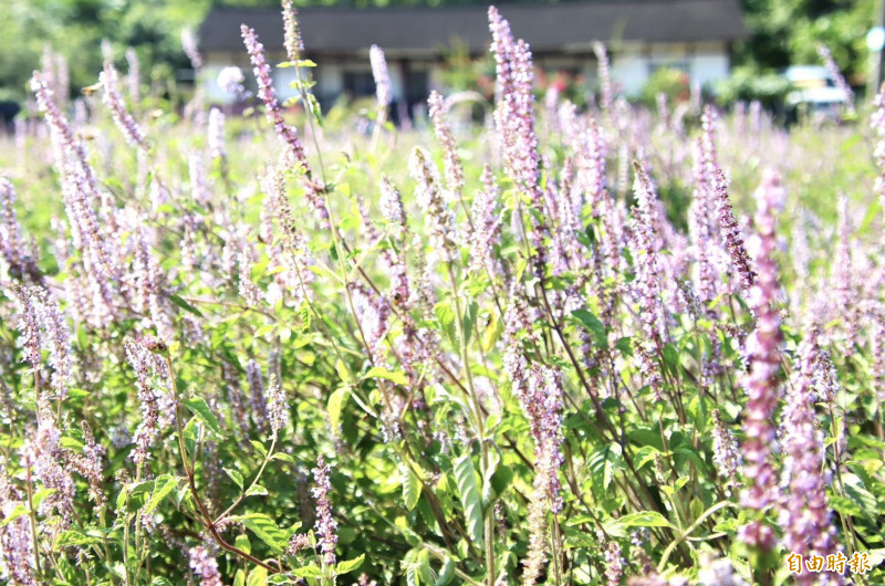 MIT小巨人3》結合在地小農 「嘉義香」走向國際