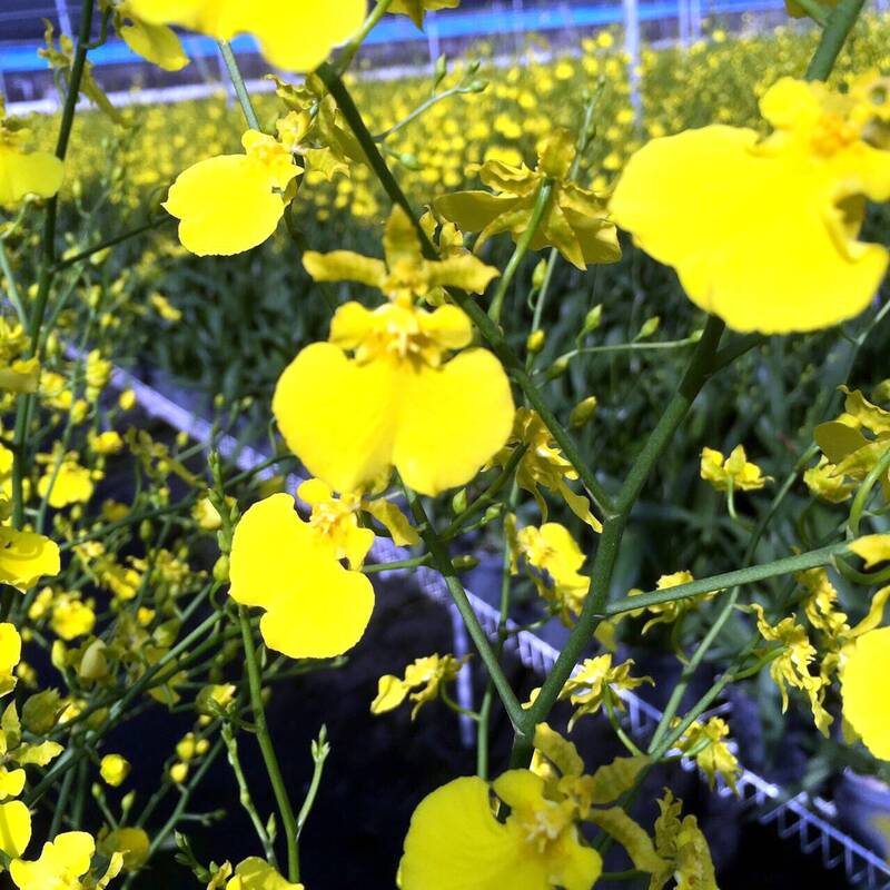 不只爆買鳳梨香蕉！台灣這3款花第一大買家全是日本