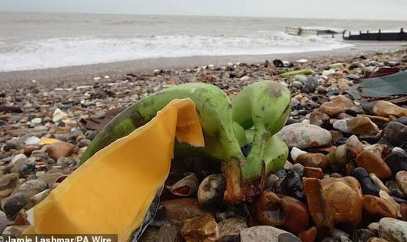 貨櫃落水太瘋狂！成千上萬香蕉被沖上英國海灘