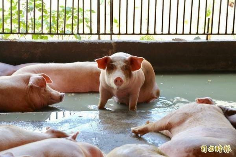 台灣被入列！菲律賓喊停台灣、西班牙豬肉進口