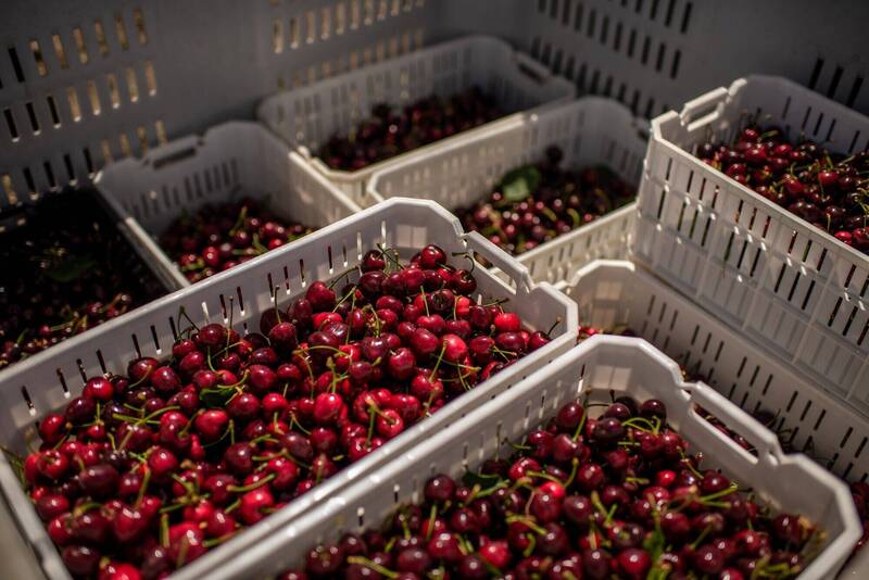 吃櫻桃正是時候！價格大跌變成市場主流商品 歸功「這國」擴張