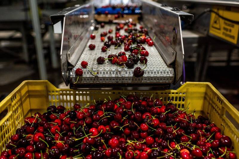 櫻桃產地大轉移 南半球出口強壓北半球 除了智利這國也很強