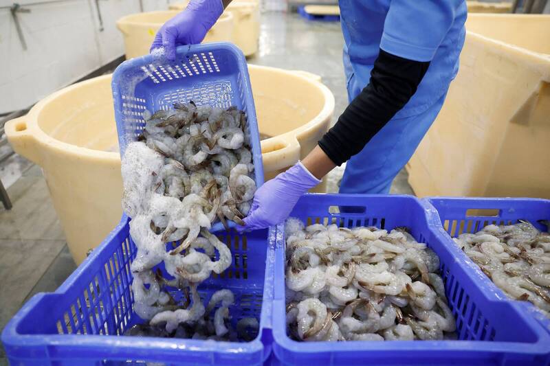 世界第二大蝦出口國被美「稅」醒了 不再當軟肋、決心走向多元外銷