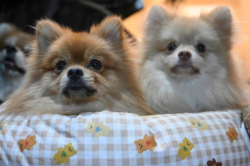 不用付房租的人生！35歲理財教練靠「照顧寵物」住遍世界 真實收入全揭露