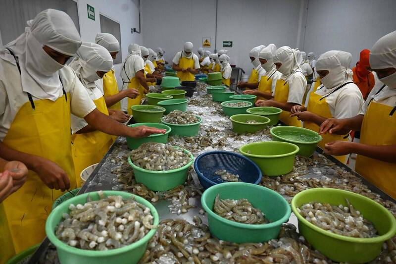 要求速與台灣恢復邦交 宏都拉斯蝦農無法再等了 徹底對中絕望