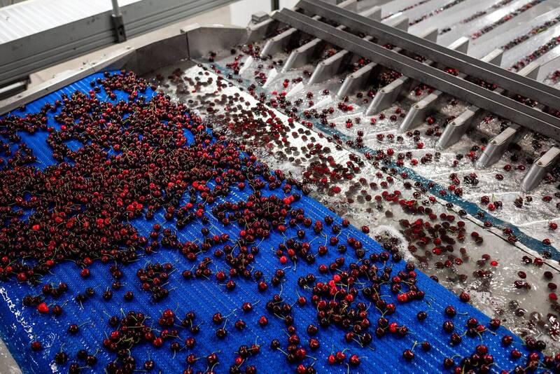 智利櫻桃出口觸礁 葉耀元：還在押寶中國的不是壞人就是傻子