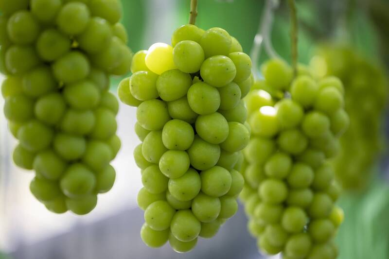 超級甜甜價來了！麝香葡萄竟殺到比櫻桃更便宜