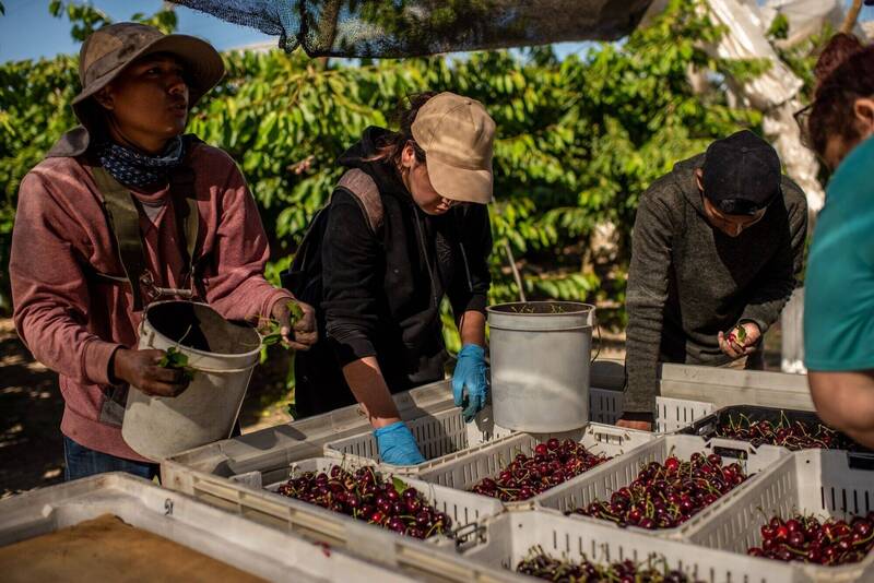 櫻桃甜甜價藏血淚！果農泣訴都是「這國」害的