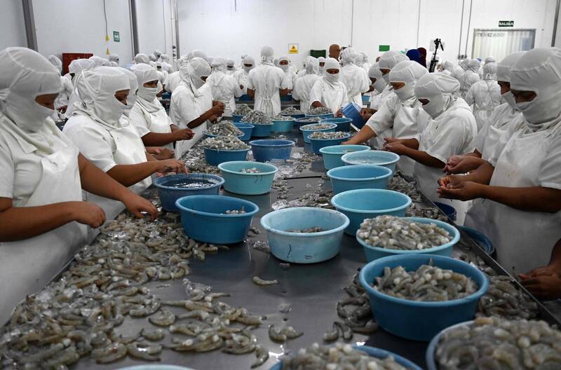 台灣邦交國準備再加1 台商透露採購宏都拉斯蝦數量