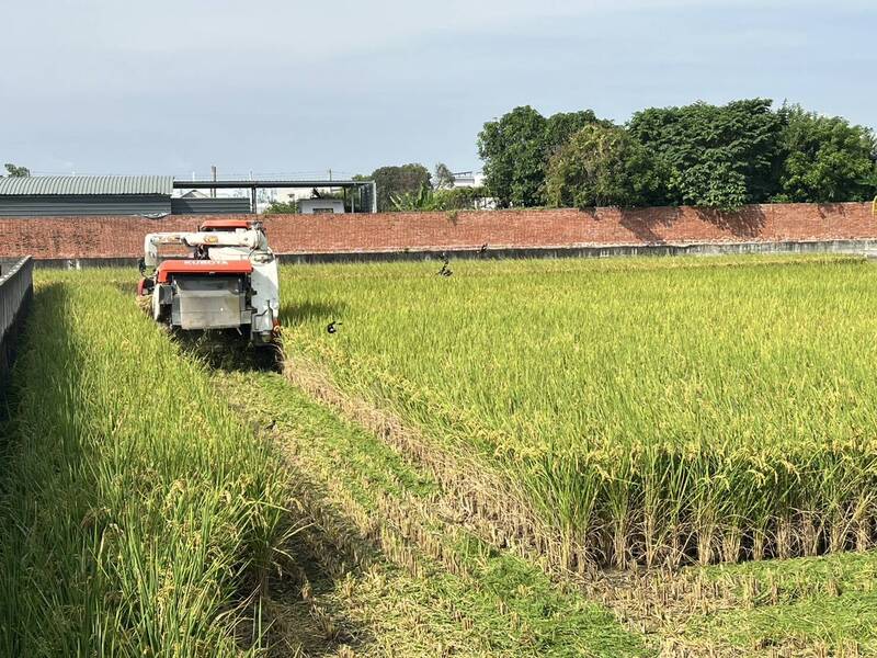 我方堅守糧食安全！ 進口稻米不降稅  豬肉第3年調降至半