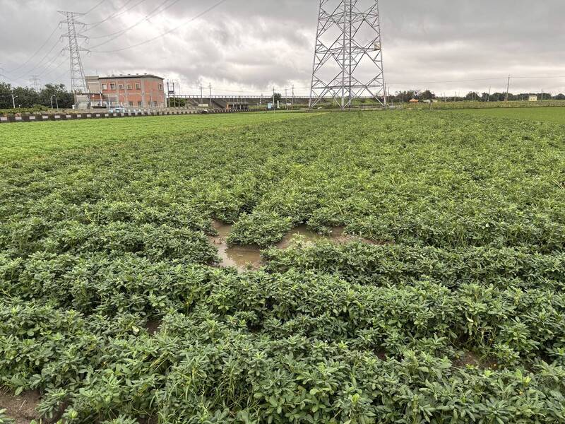 美花生免稅衝擊國產？ 農糧署：推300億農安基金助產業升級