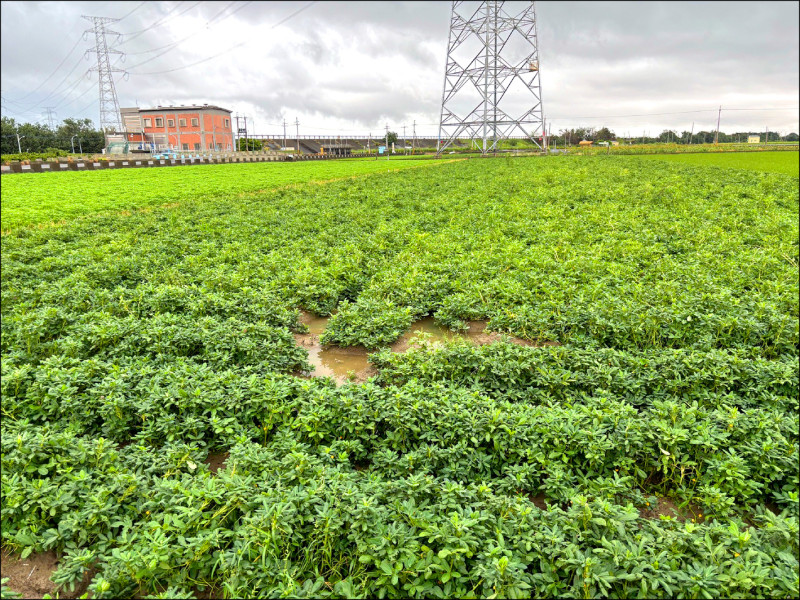 美花生免稅 農糧署將助國產花生升級