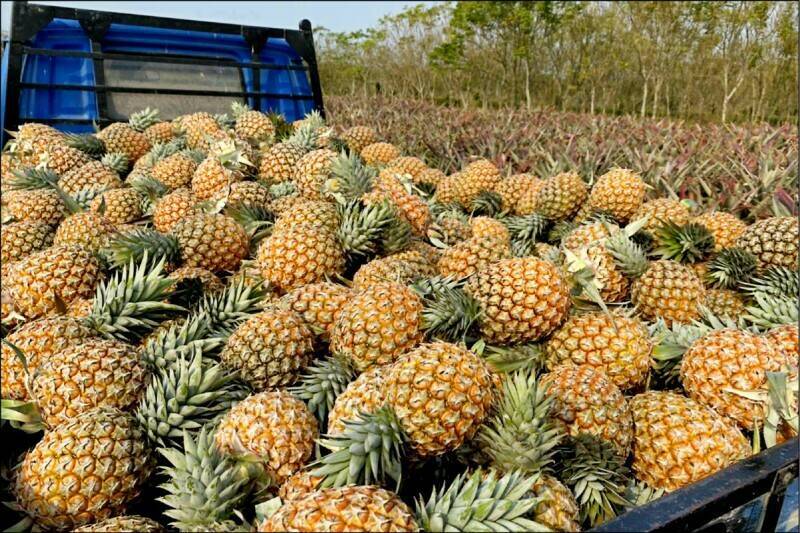 世界最大鳳梨產國「是它」 台灣鳳梨歡呼將首度外銷美國