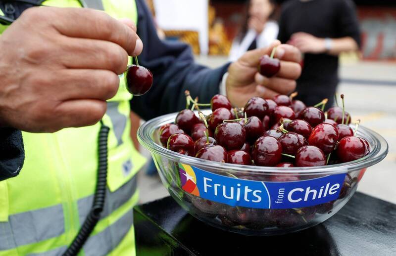 櫻桃銷往中國嘗到苦果 智利不忍了！嘆巨大失衡