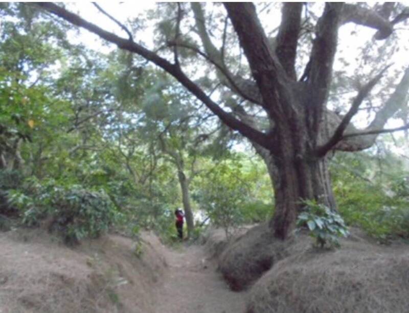 湖口大圓山陣地裡約有2.5公里的壕溝蜿蜒其間，原始森林自然生態豐富。（郭台貴提供）