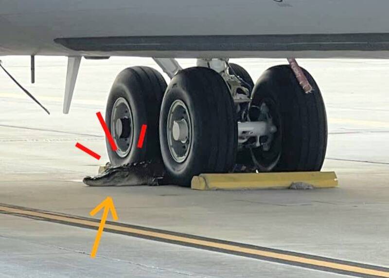 基地新警衛太凶狠！佛州KC-135基地遭「鱷魚」入侵 有如輪擋