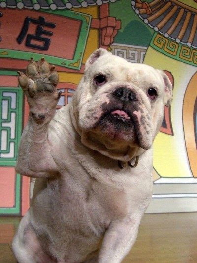 《狗狗猩猩》詹姆斯過世 粉絲淚崩感謝