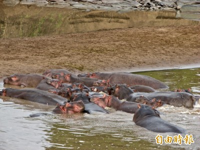 旅遊非洲看動物奇觀  別忘遵守安全規範、尊重動物生態